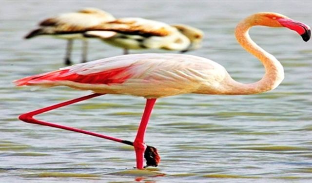 Göç Mevsimiyle Göksu Deltası’nda Kuşlar Görsel Şölen Sunuyor