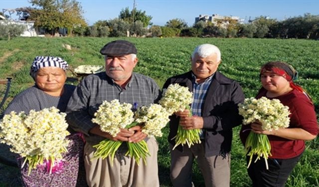 Silifke’de Nergis Hasadı Başladı