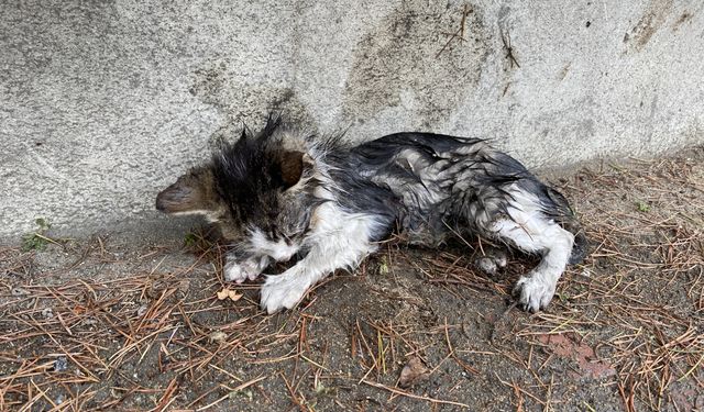 Mersin’de Soğuk ve Yağışlı Havada Sokak Hayvanları Unutulmadı