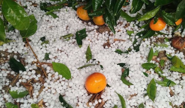 Dolu Yağışı Adana’da Tarımı Vurdu