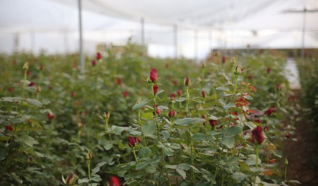 Mersin’de Gül Üretimi Hızla Yayılıyor