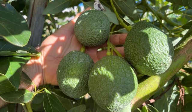 Tropikal Meyvelere Yoğun Talep: Üretimde Hızlı Artış