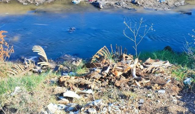 Dereye At ve Eşek Kalıntıları Atıldı; Mahalleli Tepki Gösterdi