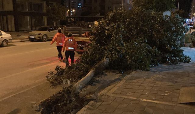 Erdemli’de Şiddetli Rüzgar Ağaçları Devirdi