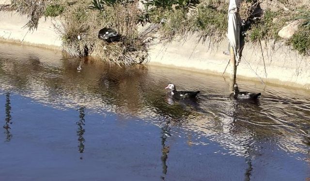 Göksu Nehri’nde Endişe Veren Görüntü: Su Siyah Akıyor