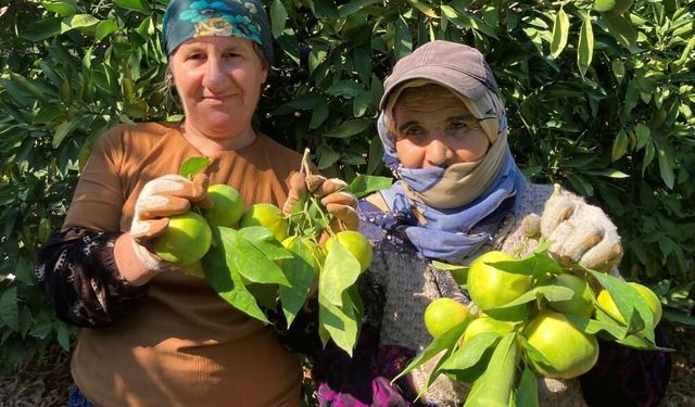 Narenciyenin Başkenti Mersin: Üretimin Kalbi, İhracatın Lokomotifi