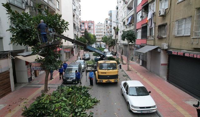 Akdeniz Belediyesi’nden Ağaçlara Kış Bakımı ve Budama Seferberliği