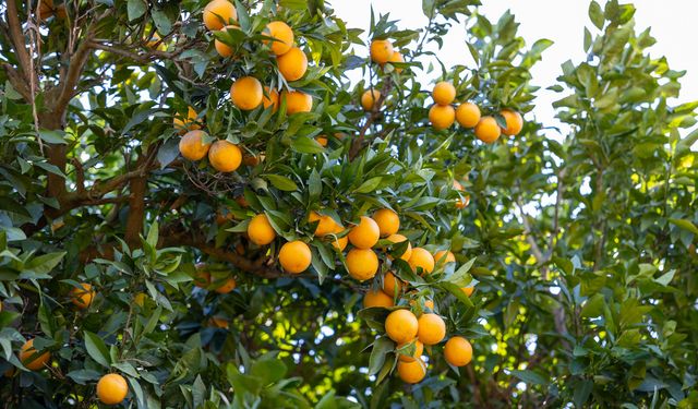 Mersin Kan Portakalı Coğrafi İşaret Aldı, Sırada Avrupa Tescili Var