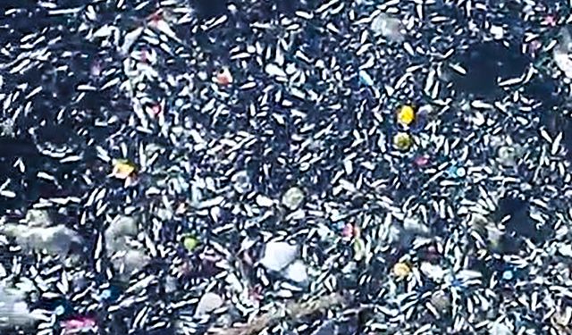 Seyhan Nehri'nde balık ölümleri