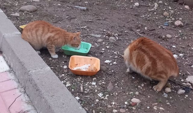 “Mamanız Yoksa Bir Kap Yemek Bırakın”