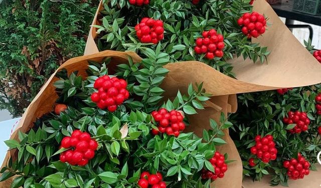 Mersin’de Kokina Çiçeğine Büyük Rağbet!