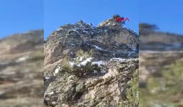 Feke’de dağda mahsur kalan 18 keçi kurtarılmayı bekliyor