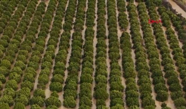 Yağmur ve hortum, sebze-meyveyi vurdu