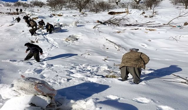 Çığ Düştü, 120 Küçükbaş Hayvan Telef Oldu