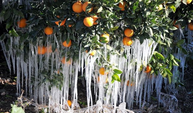 Mersin 4 Gün Donacak: Çiftçiler Dikkat