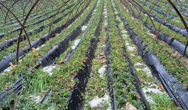 Mersin’in Batı İlçelerinde Dolu Felaketi: Çiftçiler Büyük Zarar Gördü