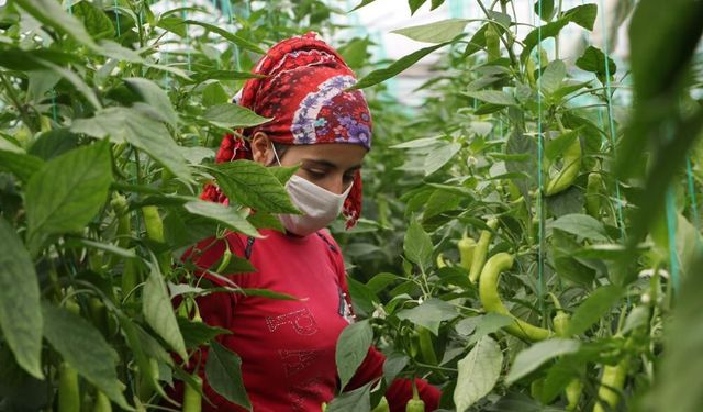 Mersin Tarım, Orman ve Balıkçılıkta Türkiye 5'ncisi