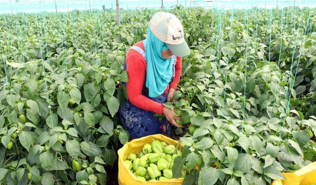 Mersin Hali’nde Sebze Fiyatları Günlük Değişiyor
