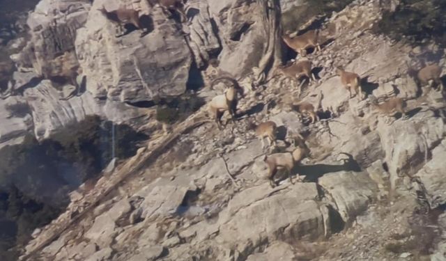 Mersin’de Yaban Keçileri 24 Saat Gözetim Altında