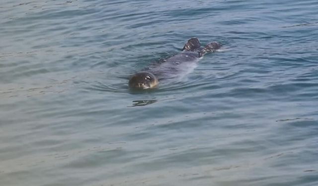 Bozyazı Kıyılarında Akdeniz Fokları Koruma Altında