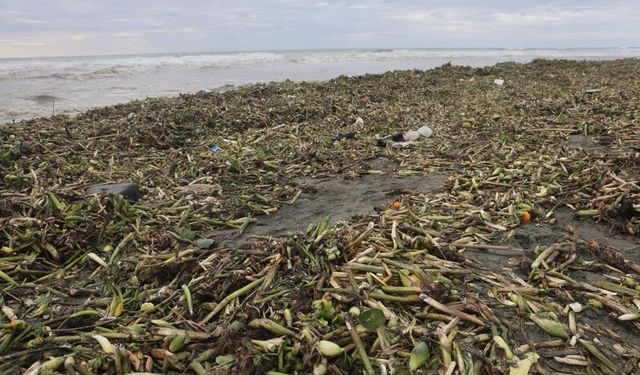 Şiddetli Yağış ve Fırtına Su Sümbüllerini Sahile Taşıdı
