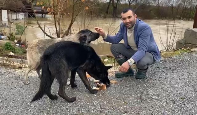 Sağanak Yağmurda Mahsur Kalan Köpekler İş Makinesiyle Kurtarıldı