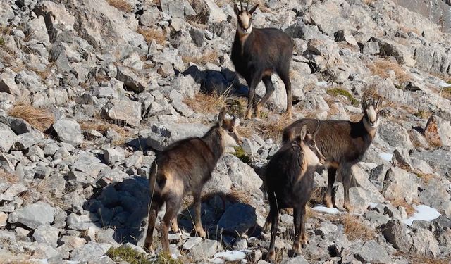 Munzur Dağları’nda çengel boynuzlu keçiler dronla görüntülendi