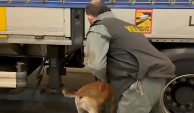 Edirne'de 240 Kilogram Skunk Ele Geçirildi