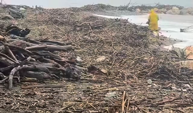 Sel Sularının Getirdiği Odunları Vatandaşlar Topuyor