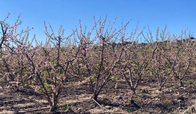 Mersin’in Tarsus ilçesinde şeftali ağaçları kış ayında çiçek açtı