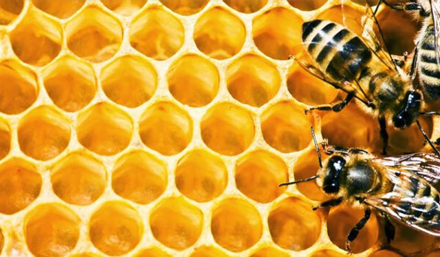 ORKÖY’den orman köylülere “Bal Gibi” kredi desteği