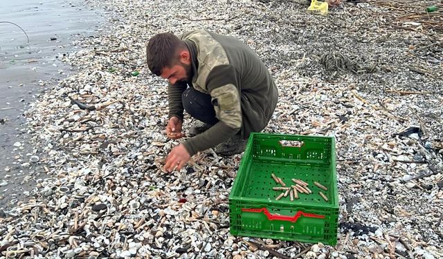 Binlerce Kargı Midyesi Kıyıya Vurdu