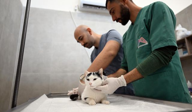 Mersin'de Kediler İçin Yeni Merkezi Açıldı