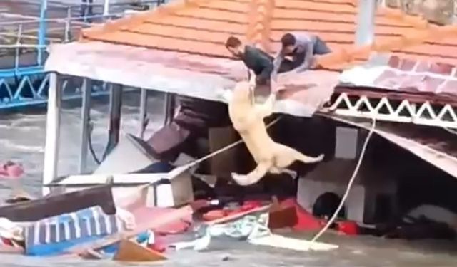 Sele Kapılmak Üzere Olan Köpek Son Anda Kurtarıldı