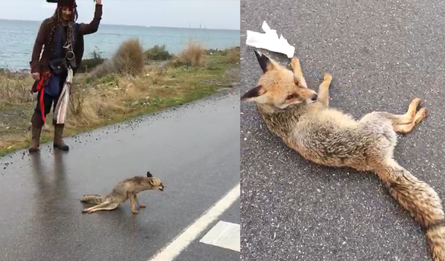 Doğada Yaralanan Tilkiye Şefkat Eli