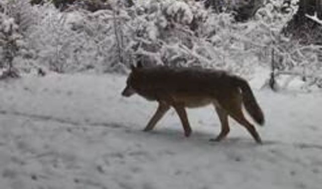 Yaban hayatı için kış mesaisi