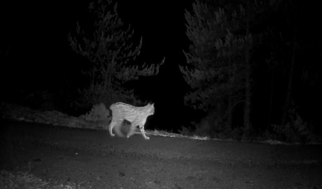 Fotokapanlar Yaban Hayatı Görüntüledi