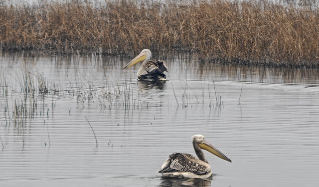 Yaralı bulunan 2 pelikan, tedaviden sonra doğaya salındı