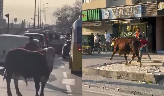 Çiftlikten kaçan boğa sürücülere zor anlar yaşattı