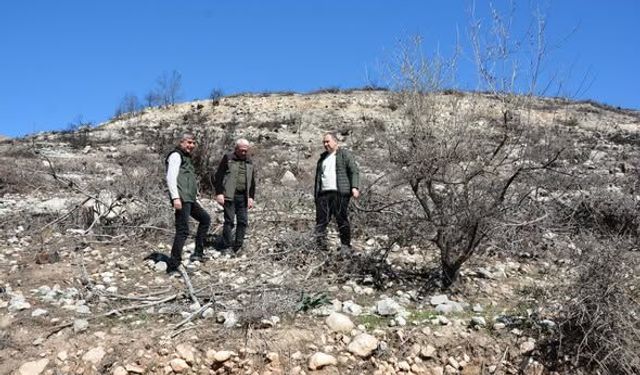 Yanan Sahalarda İlk Çimlenmeler Görülmeye Başladı