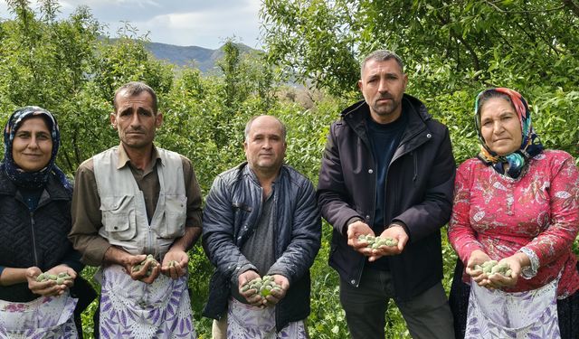 Silifke Turfan'da çağla hasadı erken başladı