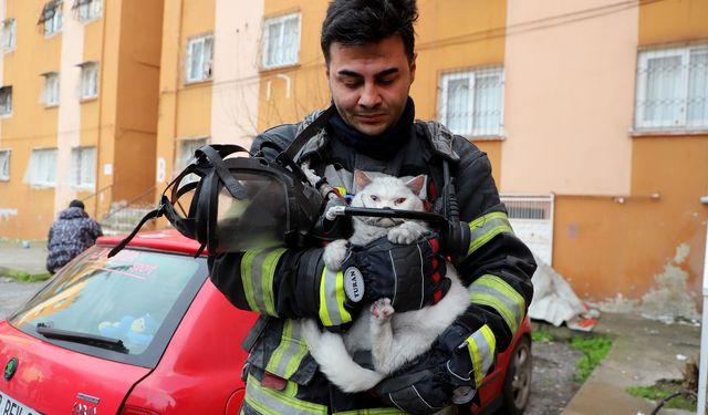Alevlerin arasından hamile kediyi kurtardılar