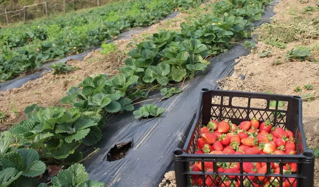 Cemre düştü, Anamurlu üretici telaşlandı