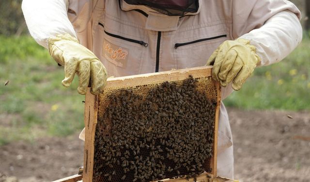 Arıcılık yapmak isteyen genç girişimcilere yüzde 70 hibe