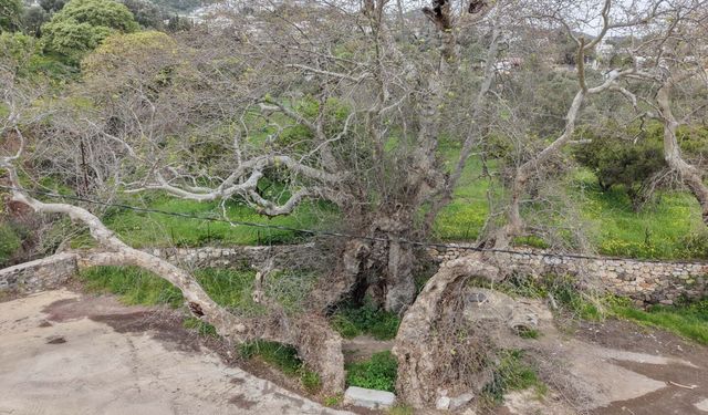 2 bin yıllık olduğu tahmin edilen çınar ağacı bulundu