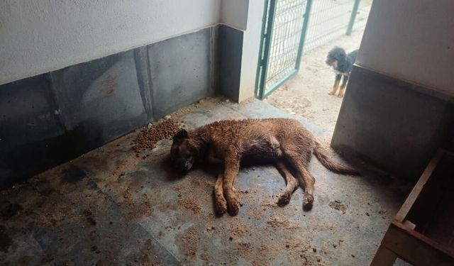 Sokak Hayvanları Bakımevinde istenmeyen görüntüler