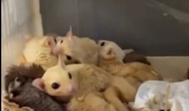 Yasa dışı yaban hayvanı ticareti operasyonunda 35 hayvan kurtarıldı