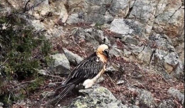 Doğaya bırakılan akbaba özgürce kanat çırpıyor