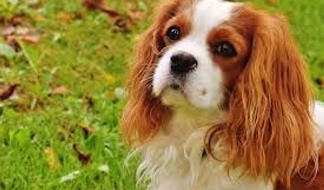 Sokakta evcil hayvan dışkısı bırakanlara ağır fatura