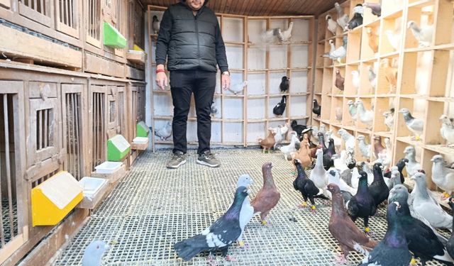 Memurluğu bıraktı otomobil fiyatına güvercin satıyor